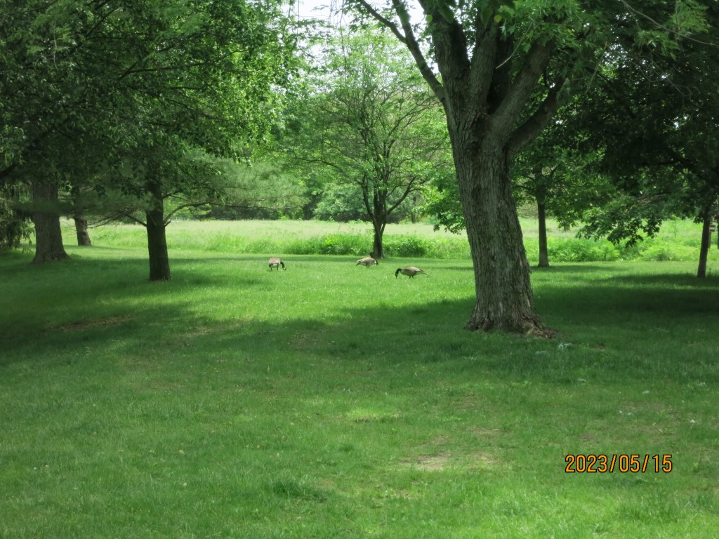 Aforementioned geese