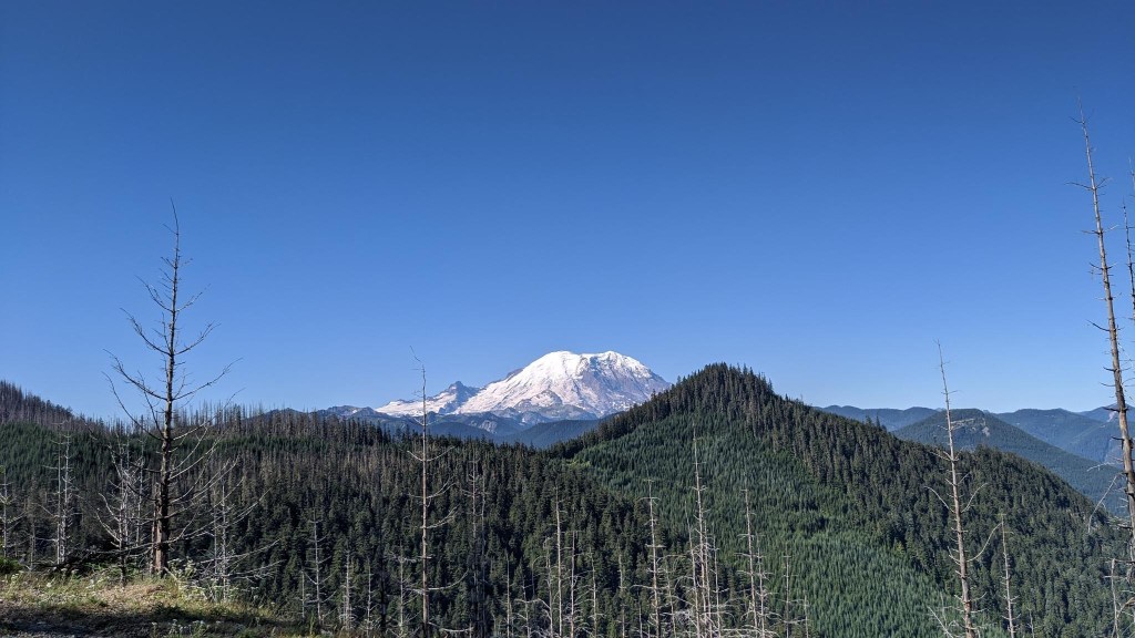 Time Flies When You’re Counting&nbsp;Trees