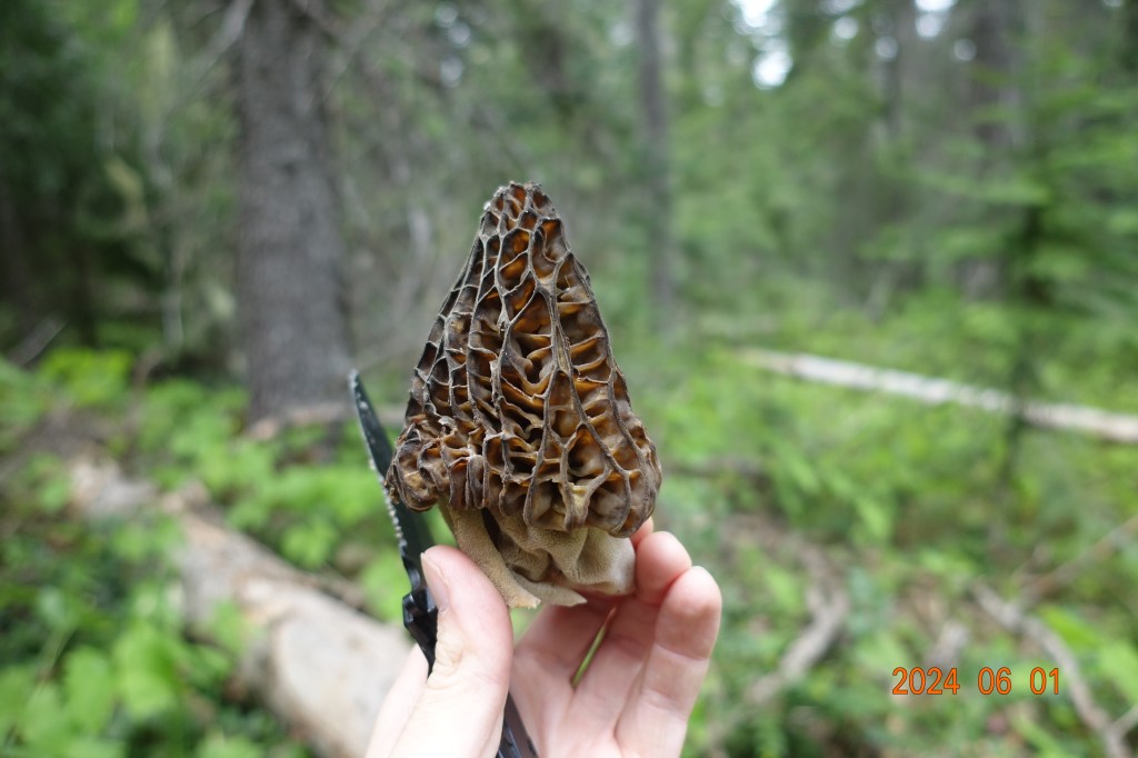 Morels and More